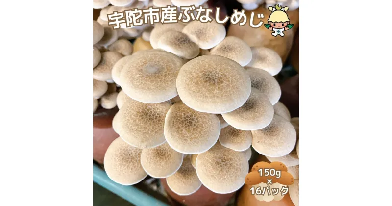 【ふるさと納税】宇陀市産 ぶなしめじ150g × 16パック ／キノコ倶楽部 しめじ キノコ きのこ 菌床 鍋料理 鍋 送料無料 農家直送 ふるさと納税 詰め合わせ 奈良県 宇陀市