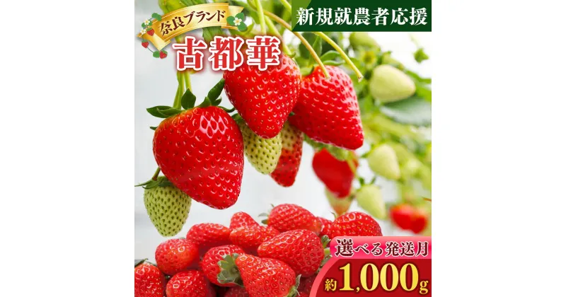 【ふるさと納税】新規就農者応援 古都華 約 1kg ( 計4パック ) | ブランド 苺 ご褒美 ごほうび 高糖度 甘い イチゴ いちご ストロベリー 古都華 ことか ルビー色 果物 くだもの フルーツ フレッシュ 新規 農家 応援 支援 旬の品種 奈良県 平群町 旬にお届け