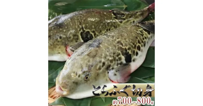 【ふるさと納税】国産とらふぐ1匹（てっちり鍋4人前）　魚貝類・フグ・ふぐ・鍋・4人前