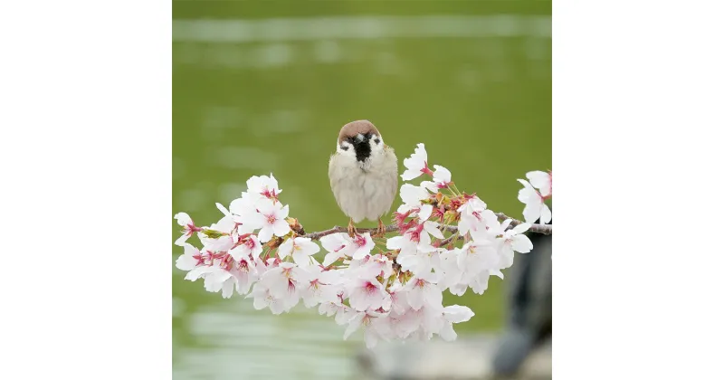 【ふるさと納税】アートパネル　すずめ　 織物 フォトグラファー 下村綱起 撮影 風景 動物 写真 厳選 作品 フェルト 生地 オリジナル インテリア プレゼント 癒し