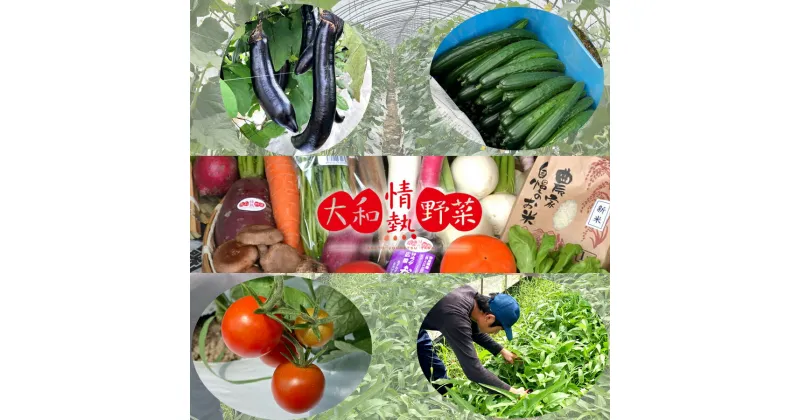 【ふるさと納税】大和情熱野菜の玉手箱 ///旬 野菜 季節 セット 詰合せ 厳選 春 夏 秋 冬 直送 農家 無農薬 奈良県 広陵町