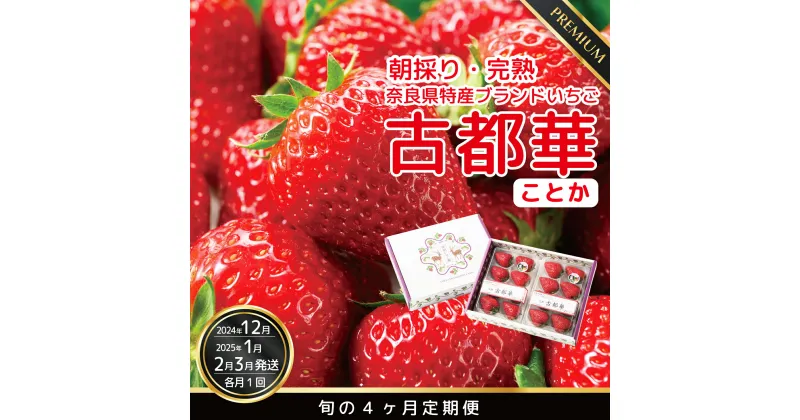 【ふるさと納税】【数量限定】【先行予約】【12・1・2・3月発送】奈良県特産 高級ブランドいちご「古都華」旬の4ヶ月定期便 // いちご イチゴ 古都華 フルーツ 果物 旬 限定 ブランド 定期便