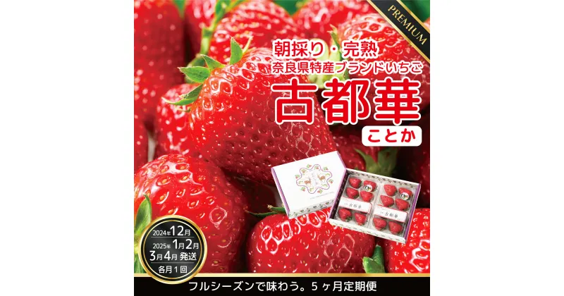 【ふるさと納税】【数量限定】【先行予約】【12・1・2・3・4月発送】奈良県特産 高級ブランドいちご「古都華」旬の5ヶ月定期便 // いちご イチゴ 古都華 フルーツ 果物 旬 限定 ブランド 定期便