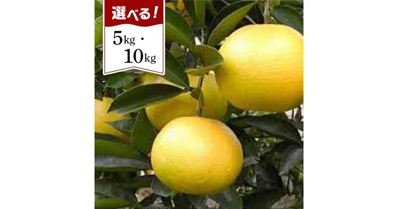 【ふるさと納税】和歌山産 八朔 秀品【ヤマタ大谷商店】5kgまたは10kg | 和歌山県 和歌山市 和歌山 楽天ふるさと 納税 支援品 支援 返礼品 お取り寄せグルメ お取り寄せ 取り寄せ グルメ フルーツ 果物 くだもの はっさく 柑橘 柑橘類 かんきつ類