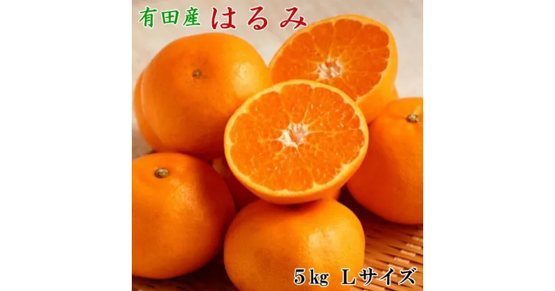 【ふるさと納税】【厳選・濃厚】紀州有田産のはるみ約5kg(Lサイズ) ★2025年1月中旬頃より順次出発送【TM28】