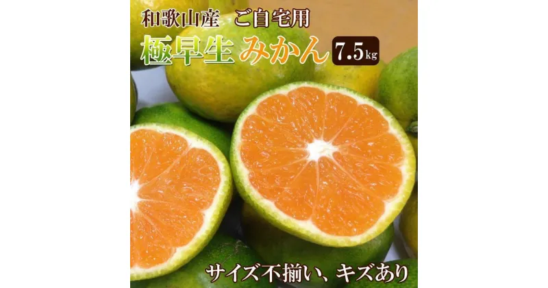 【ふるさと納税】和歌山産 【極早生】みかん 7 . 5kg 【訳あり】【サイズ不揃い・キズ等あり】