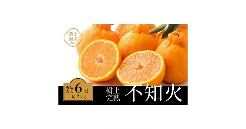 【ふるさと納税】不知火 希少な樹上完熟！ 秀品大玉 6個入 (約2kg)　【先行予約 2025年2月下旬頃から発送】【KT2】 | フルーツ 果物 くだもの 食品 人気 おすすめ 送料無料