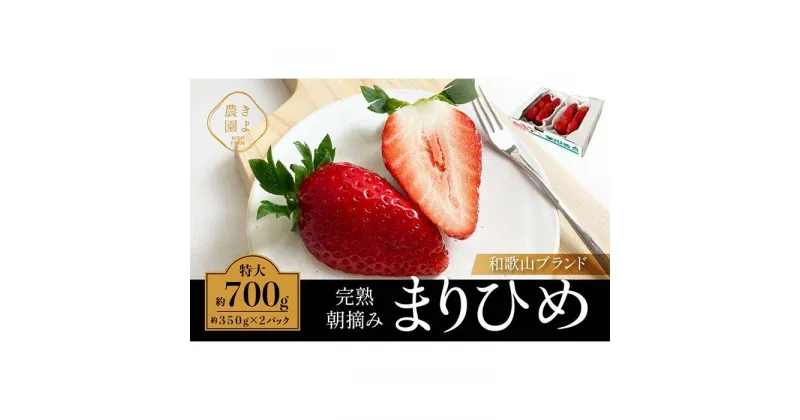 【ふるさと納税】特大まりひめイチゴ 朝摘 6個～11個入×2パック【2025年1月中旬頃より発送】【先行予約】【KT3】 | 苺 いちご フルーツ 果物 くだもの 食品 人気 おすすめ 送料無料