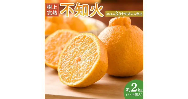 【ふるさと納税】【限定】 不知火 樹上完熟 約2kg （5～6個入）【先行予約】【2025年2月中旬頃から発送】【KG6】 | 不知火 柑橘 フルーツ 果物 くだもの 食品 人気 おすすめ 送料無料