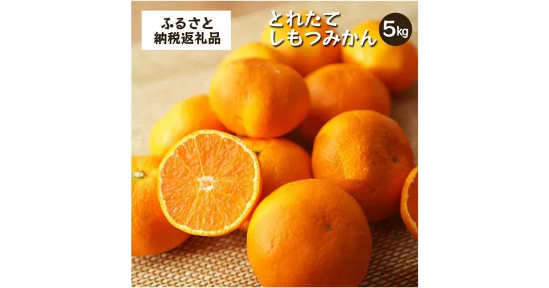 【ふるさと納税】とれたてしもつみかん｜和歌山県海南市の下津みかんを産地直送でお届け【2024年11月発送開始】