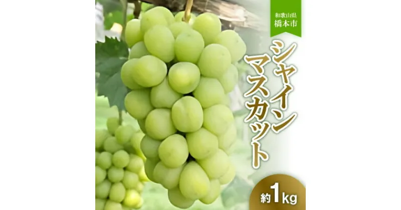 【ふるさと納税】橋本市産こだわりシャインマスカット(約1kg)　2025年8月下旬以降順次発送予定　【配送不可地域：離島】【1503837】