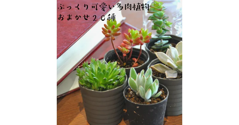 【ふるさと納税】おまかせ多肉植物詰め合わせ（20種）(A160-1)