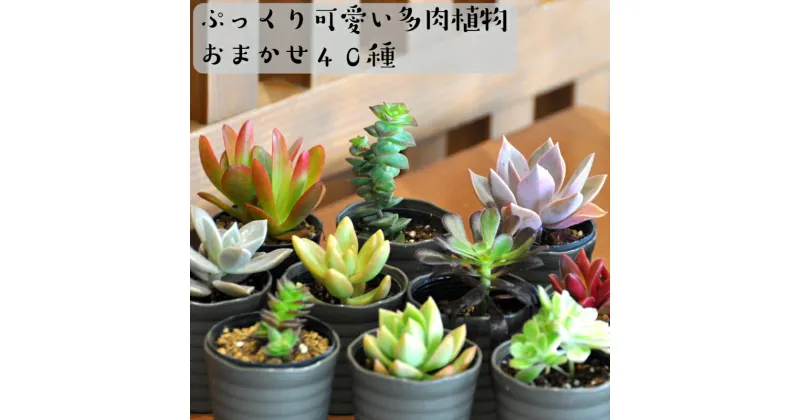 【ふるさと納税】おまかせ多肉植物詰め合わせ（40種）(A161-1)