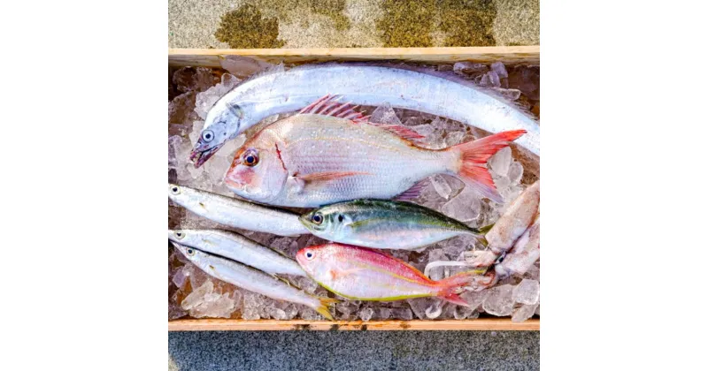 【ふるさと納税】漁師の鮮魚箱（約2kg）(A669-1)