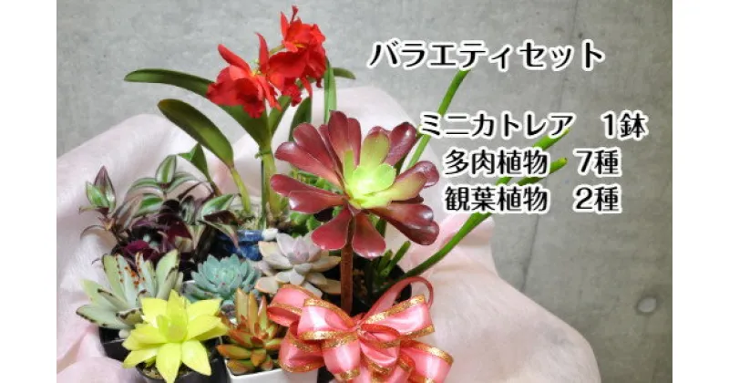 【ふるさと納税】人気植物10種バラエティセット（A899-1）