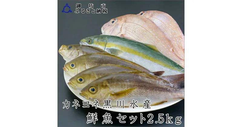 【ふるさと納税】御坊産　鮮魚セット2.5kg 鮮魚 天然 詰め合わせ 朝どれ 冷蔵 新鮮 アジ サバ タチウオ 太刀魚 タイ 漁港 和歌山県産 御坊産 送料無料 発送時期が選べる