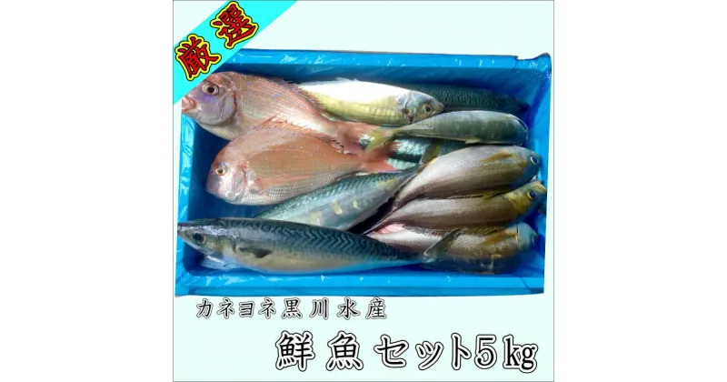 【ふるさと納税】御坊産　鮮魚セット5kg 鮮魚 天然 詰め合わせ 朝どれ 冷蔵 新鮮 アジ サバ タチウオ 太刀魚 タイ 漁港 和歌山県産 御坊産 送料無料【配送不可地域】沖縄・北海道・東北・九州 発送時期が選べる