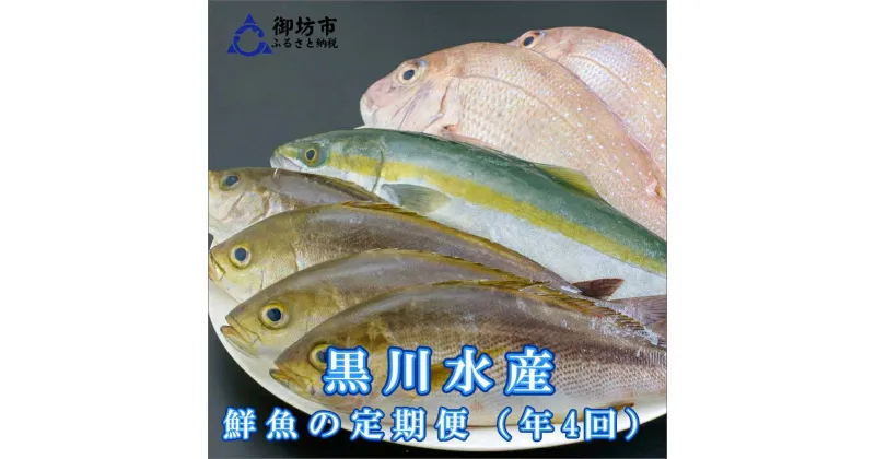 【ふるさと納税】御坊産鮮魚セット 2.5kg 【定期便】(年4回お届け)【配送不可地域】沖縄・北海道・東北・九州 発送時期が選べる