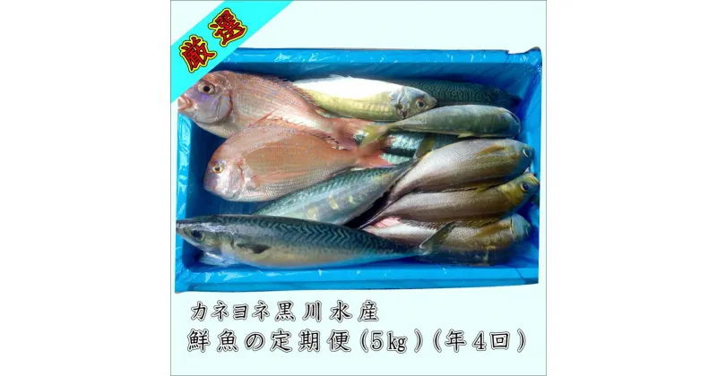 【ふるさと納税】御坊産鮮魚セット 5kg 【定期便】(年4回お届け)【配送不可地域】沖縄・北海道・東北・九州 発送時期が選べる