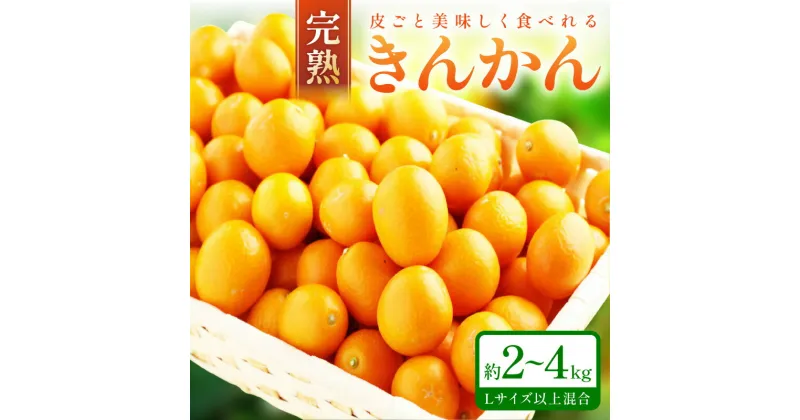 【ふるさと納税】完熟きんかん/金柑 約2kg～4kg 秀品 和歌山産《先行予約》 フルーツ 果物 くだもの きんかん 柑橘 金柑 先行予約 国産 人気 おすすめ ジャム おやつ デザート