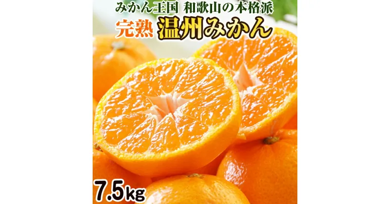 【ふるさと納税】完熟温州みかん 7.5kg 和歌山のみかん職人が作るこだわりミカン【配送不可地域】沖縄・離島