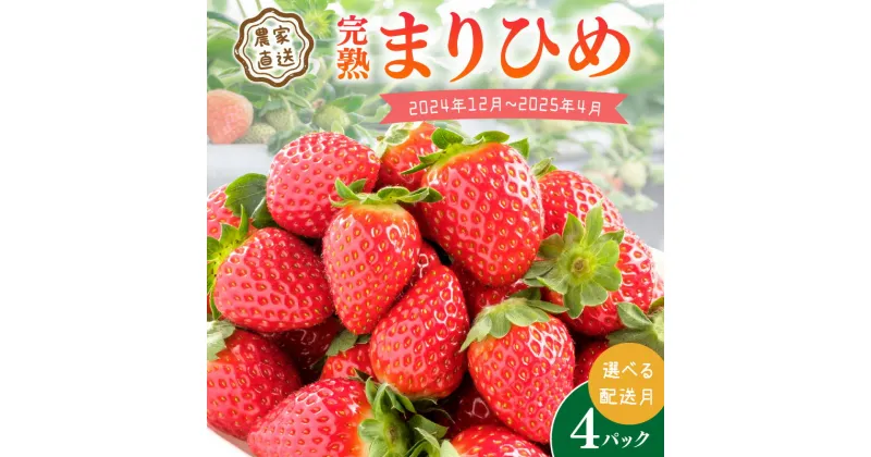 【ふるさと納税】農家直送！大粒完熟まりひめ　いちご　4パック《先行予約》【配送不可地域：北海道・沖縄・離島】 ふるさと納税 いちご ふるさと納税 苺 ふるさと納税 イチゴ ふるさと納税 フルーツ くだもの 果物 旬 パック 送料無料 数量限定