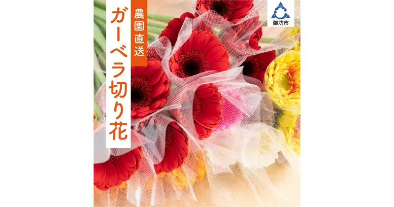 【ふるさと納税】御坊の花　農園直送　ガーベラ切り花50本