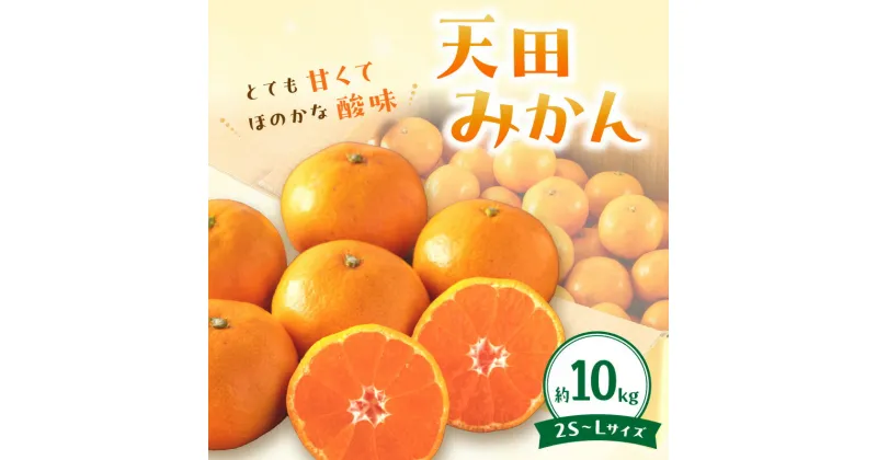 【ふるさと納税】岡農園直送！　天田みかん（温州みかん）10kg《先行予約》