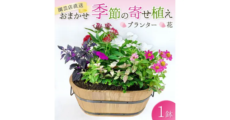 【ふるさと納税】【園芸店直送】おまかせ季節の寄せ植え プランター 花