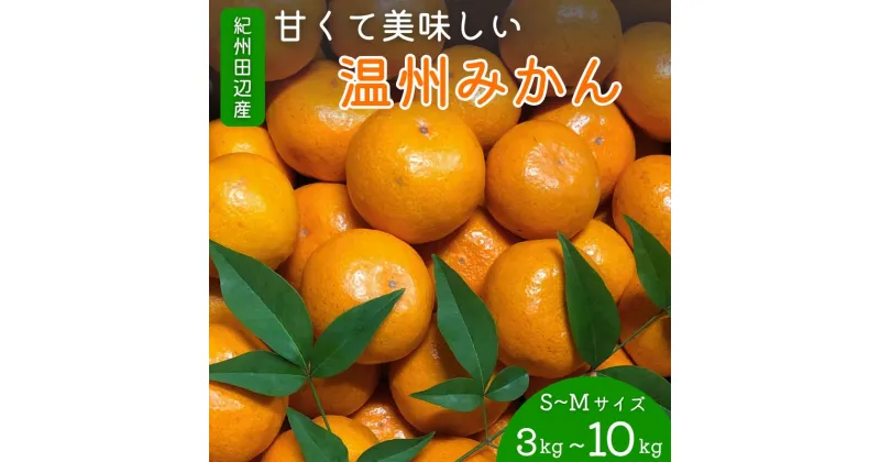 【ふるさと納税】 みかん 紀州田辺産 甘くて美味しい温州みかん（S～Mサイズ）【選べる 3kg 5kg 10kg】※2024年11月中旬～12月下旬頃に順次発送予定【先行予約・期間限定・10/31まで】 / ミカン 早生みかん 早生 柑橘 フルーツ 果物 紀州産 和歌山県