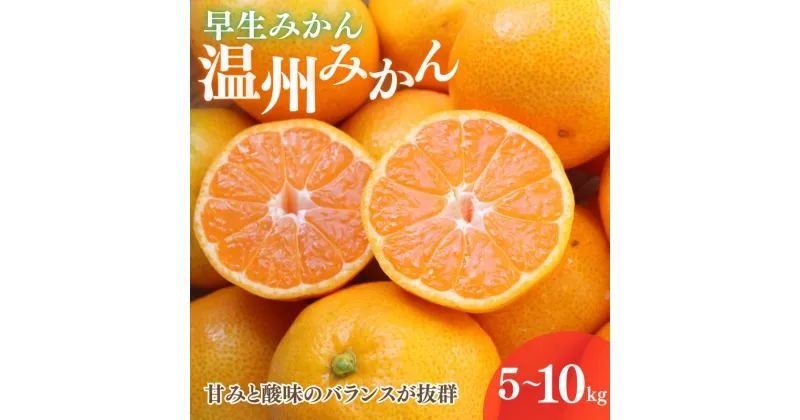 【ふるさと納税】【先行予約】早生みかん 温州みかん　選べる容量【11月中旬以降順次発送予定】 / 和歌山県 田辺市 みかん 早生みかん 柑橘