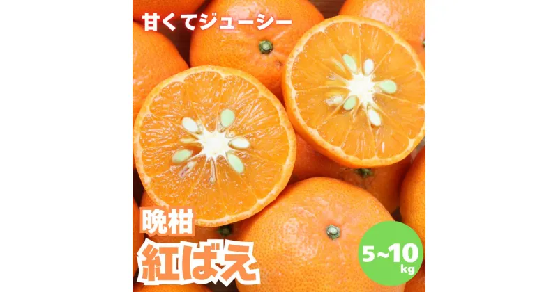 【ふるさと納税】【先行予約】晩柑 紅ばえ 選べる容量【2025年1月上旬以降順次発送】 / 和歌山県 田辺市 みかん 晩生 柑橘