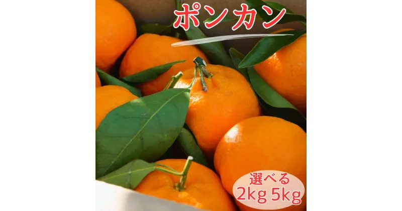 【ふるさと納税】【先行予約】ポンカン 【選べる容量2kg 5kg】 ※2025年1月中旬以降随時発送予定 / 田辺市 和歌山 みかん ミカン 柑橘 温州みかん フルーツ オレンジ