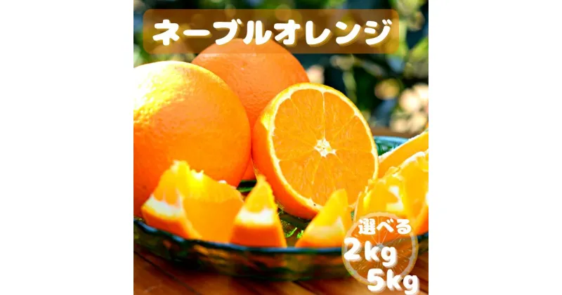 【ふるさと納税】【先行予約】ネーブルオレンジ【選べる容量2kg 5kg】※2025年3月上旬以降随時発送予定 / 田辺市 和歌山 みかん ミカン 柑橘 温州みかん フルーツ オレンジ ネーブル