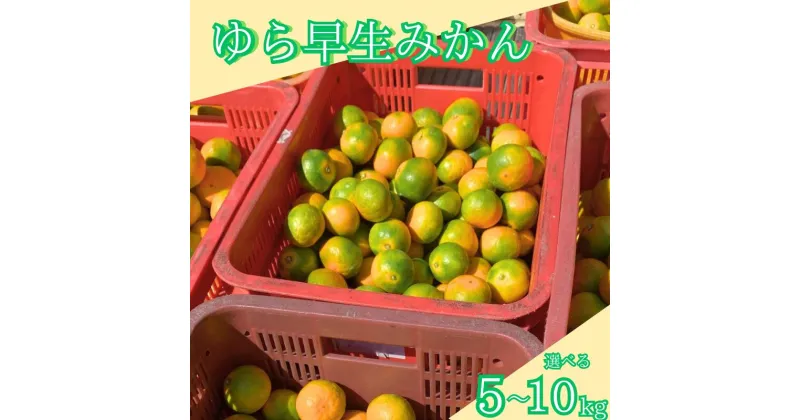 【ふるさと納税】【期間限定・2024年10月末まで】ゆら早生みかん 【選べる容量】5kg 10kg / 和歌山県 温州みかん ミカン フルーツ 果物 柑橘 田辺市