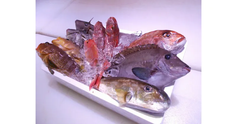 【ふるさと納税】 ＼朝どれ新鮮／ 鮮魚セット (小) 約3kg 目利きのプロが厳選した旬の魚をその日の内に発送！