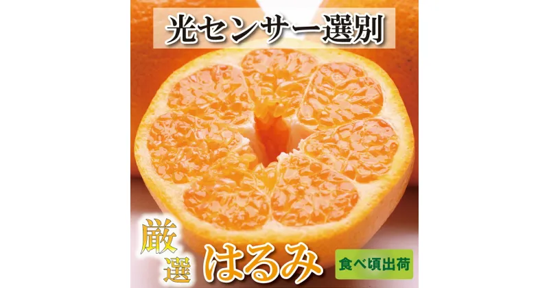 【ふるさと納税】 ＜先行予約＞厳選はるみ3.5kg+105g（傷み補償分）【デコポンの姉妹品種・新食感春みかん】【光センサー選別】 ＜2025年2月上旬〜3月下旬ごろ順次発送＞