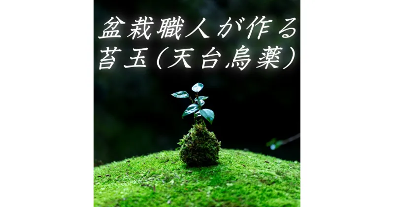 【ふるさと納税】 盆栽職人が作る苔玉(天台烏薬) / ギフト 徐福 伝説 自然 天然 新宮