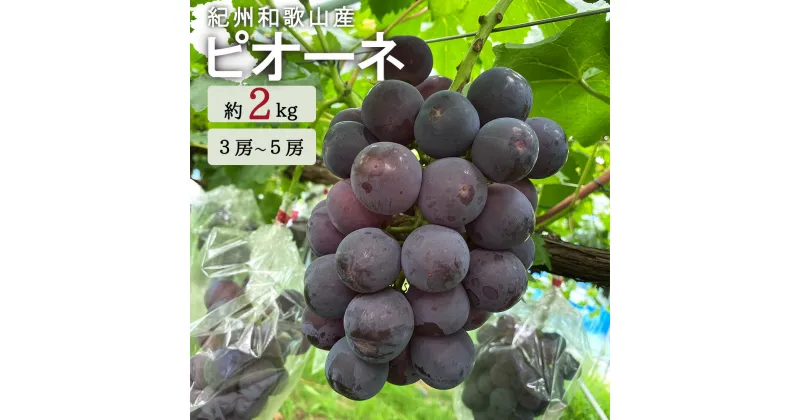 【ふるさと納税】 紀州和歌山産 ピオーネ 約2kg ※2025年8月下旬頃〜2025年9月上旬頃に順次発送 ※日付指定不可 ※日付指定不可 ぶどう ブドウ 葡萄 果物 くだもの フルーツ