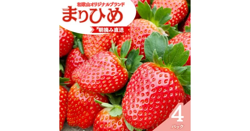 【ふるさと納税】 【先行予約】特大まりひめ いちご 朝摘 6個〜11個入り×4パック 2025年1月初旬〜2025年3月中旬頃に順次発送予定（お届け日指定不可）/ いちご 苺 まりひめ 和歌山 フルーツ 果物 くだもの