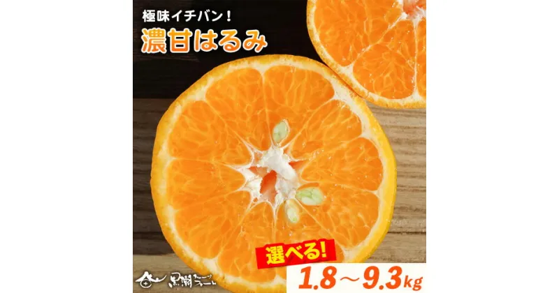 【ふるさと納税】極味イチバン！濃甘はるみ 選べる内容量 1.8kg 2.7kg 9.3kg 黒潮フルーツファーム《2月上旬-3月末頃出荷》和歌山県 紀の川市 みかん はるみ