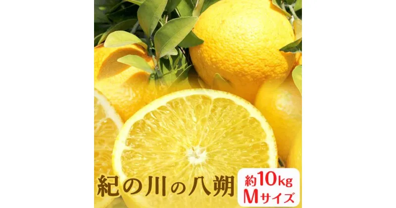 【ふるさと納税】秀品 紀の川の八朔 約10kg Mサイズ 厳選 はっさく 柑橘《1月中旬-2月下旬頃出荷》 紀の川市厳選館 和歌山県 紀の川市 フルーツ 果物