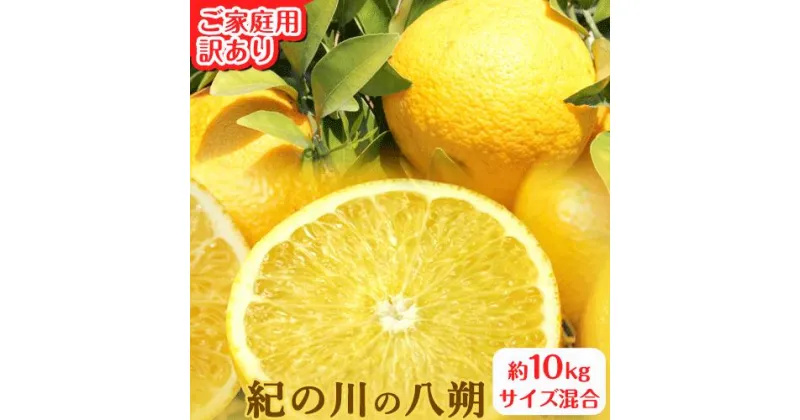 【ふるさと納税】ご家庭用 訳あり 紀の川の八朔 約10kg サイズ混合 厳選 はっさく 柑橘《1月中旬-2月下旬頃出荷》 紀の川市厳選館 和歌山県 紀の川市 フルーツ 果物