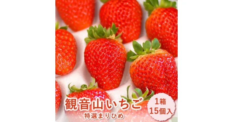 【ふるさと納税】【先行予約】和歌山県産 観音山いちご（特選まりひめ）15玉 有限会社柑香園 《2025年1月末-3月上旬頃出荷》 和歌山県 紀の川市 苺 フルーツ 果物