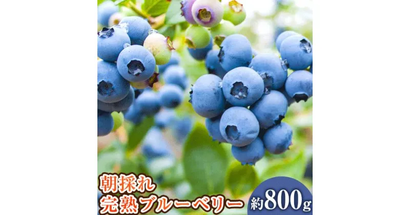 【ふるさと納税】【先行予約】和歌山の朝採れ完熟ブルーベリー 約800g (約200g×4パック) 紀の川市厳選館《2025年7月上旬-7月下旬頃出荷》和歌山県 紀の川市 フルーツ 果物