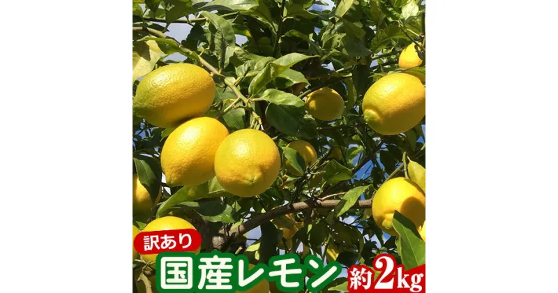 【ふるさと納税】訳あり国産レモン 約2kg アトランティスファーム《11月上旬-3月中旬頃出荷》和歌山県 紀の川市 フルーツ 果物 柑橘