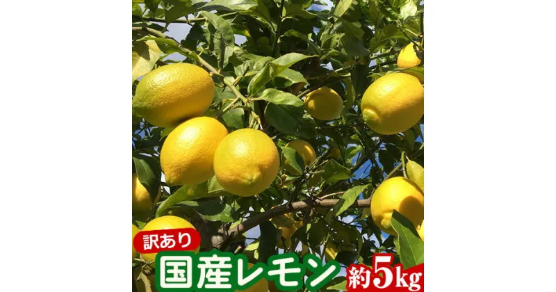 【ふるさと納税】訳あり国産レモン 約5kg アトランティスファーム《11月上旬-3月中旬頃出荷》和歌山県 紀の川市 フルーツ 果物 柑橘