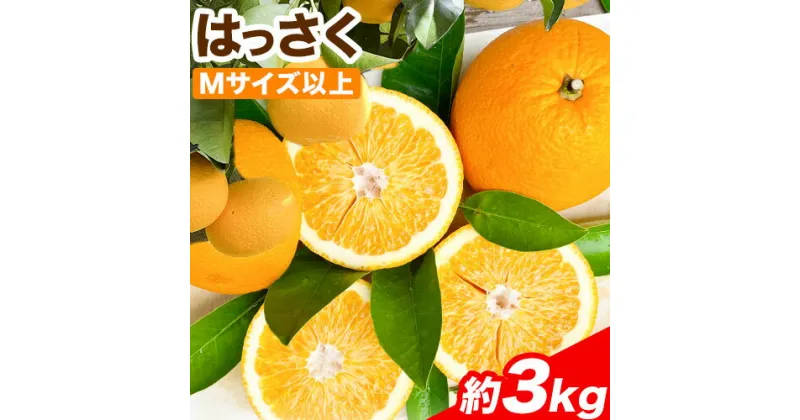 【ふるさと納税】はっさく 約3kg(Mサイズ以上) Cog-Lab《2024年4月上旬-7月上旬頃出荷》 柑橘 八朔 はっさく フルーツ 果物 スイーツ 送料無料