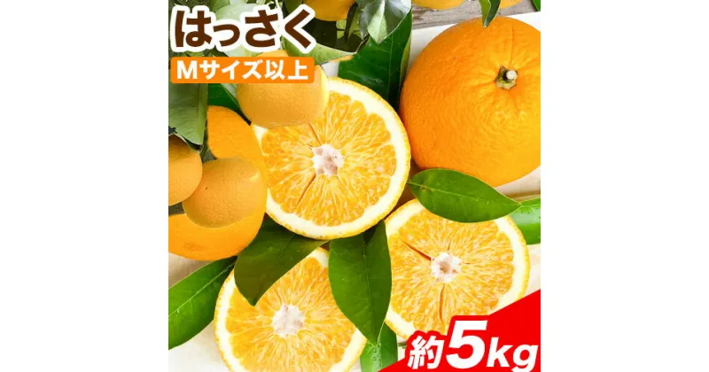 【ふるさと納税】はっさく 約5kg(Mサイズ以上) Cog-Lab《2025年4月上旬-7月上旬頃出荷》 柑橘 八朔 はっさく フルーツ 果物 スイーツ 送料無料