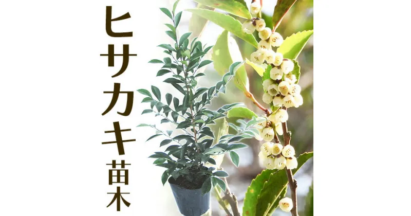 【ふるさと納税】植木ヒサカキ(びしゃこ)苗木[高さ約40cm×1本] 農事組合法人 桃山町植木組合《90日以内に出荷予定(土日祝除く)》和歌山県 紀の川市 植木 植物 ヒサカキ 送料無料